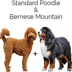 Bernedoodle Dog
